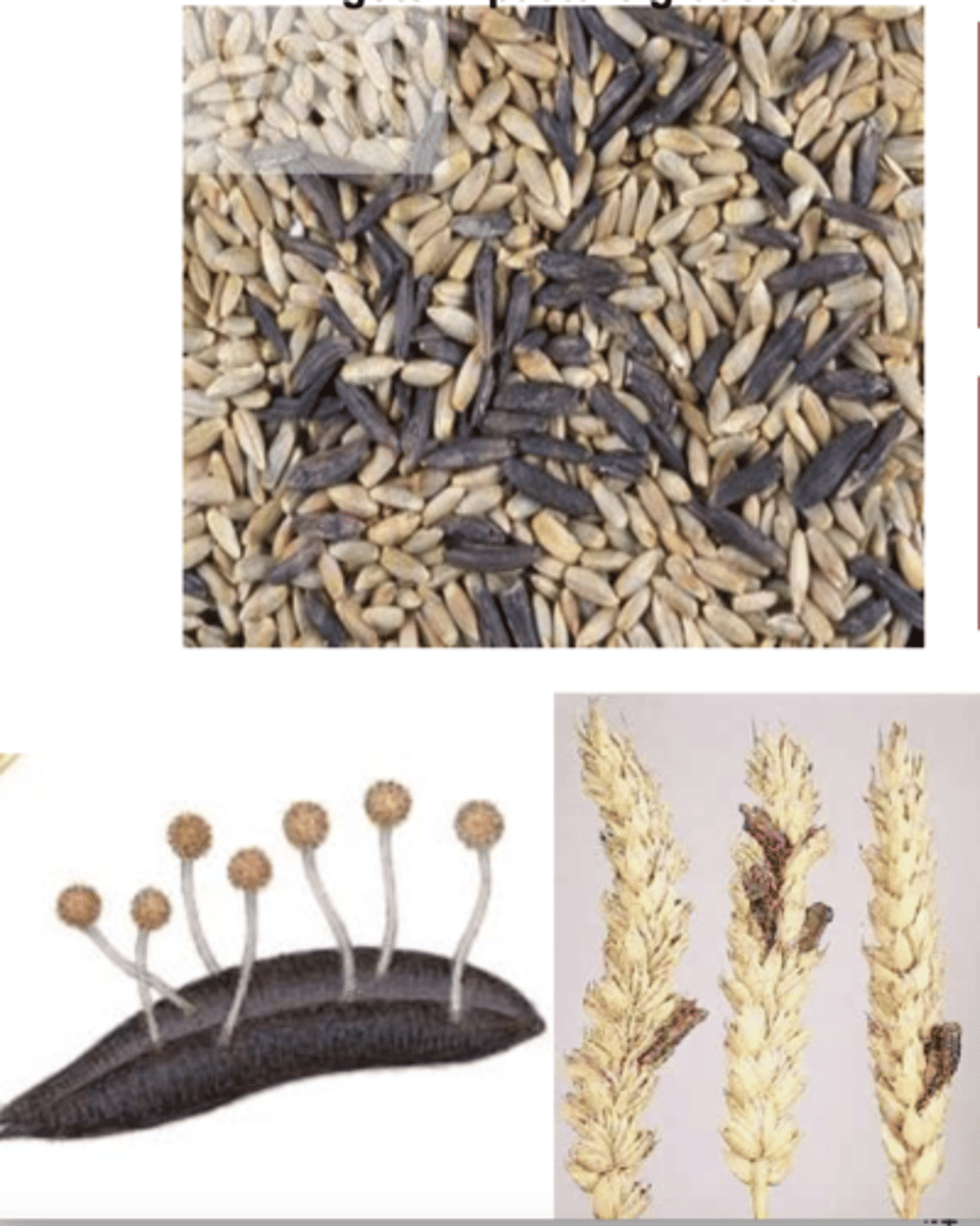 <p>which mycotoxin produced by <em>Claviceps purpurea</em> grows in seeds?</p>