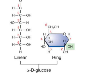 <p>linear form, each carbon has -H and -OH attached except one</p><p>the remaining is part of carbonyl group</p><p>if has more than 5 carbons can fold back on themselves to ring form</p><p>has 4 different structures</p><ol><li><p>location of carbonyl group</p></li><li><p>number of carbon atoms present</p></li><li><p>spatial arrangement of groups</p></li><li><p>linear and alternative ring forms</p></li></ol><p></p>