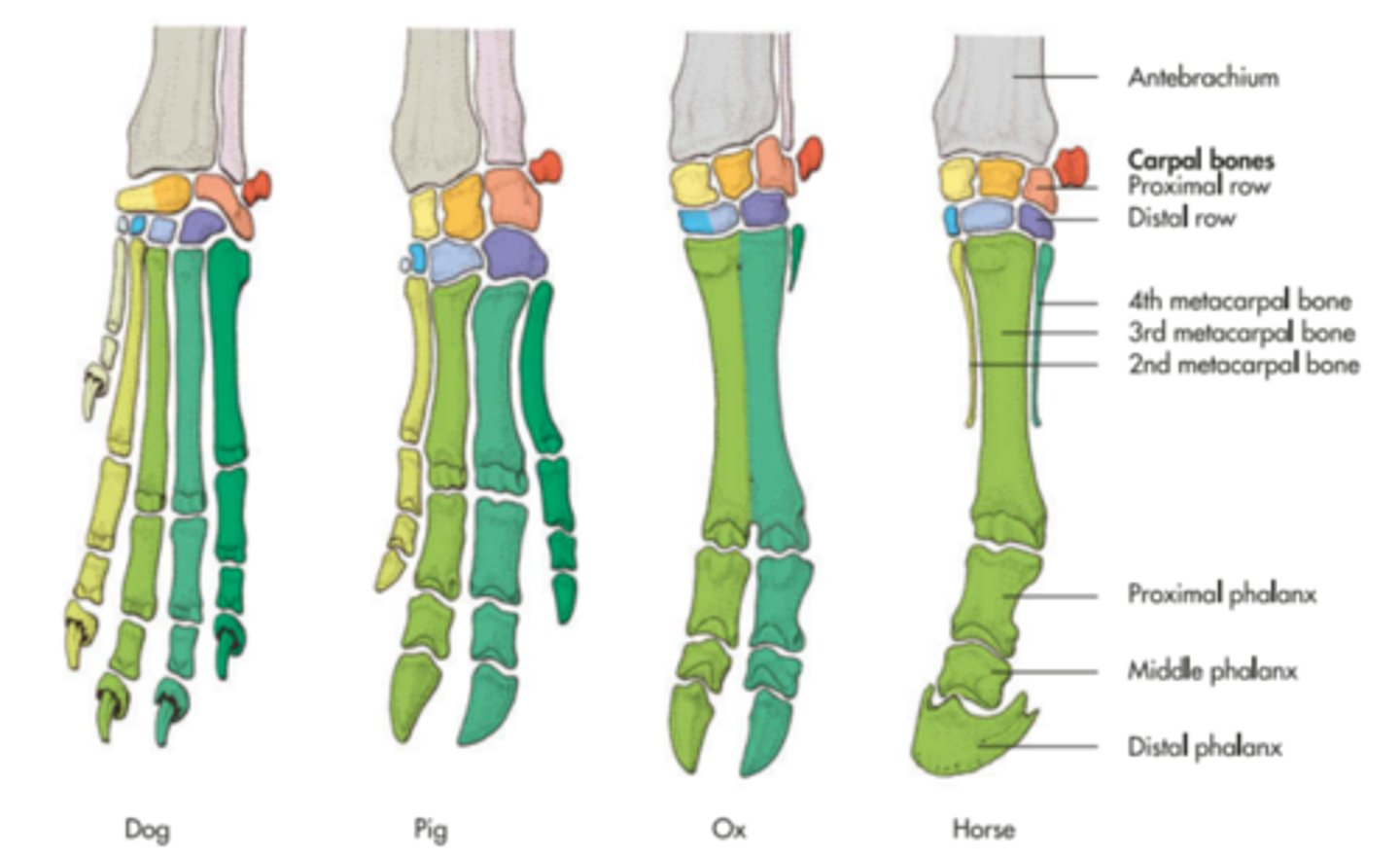 <p>largest, most medial, articulate with radius</p>