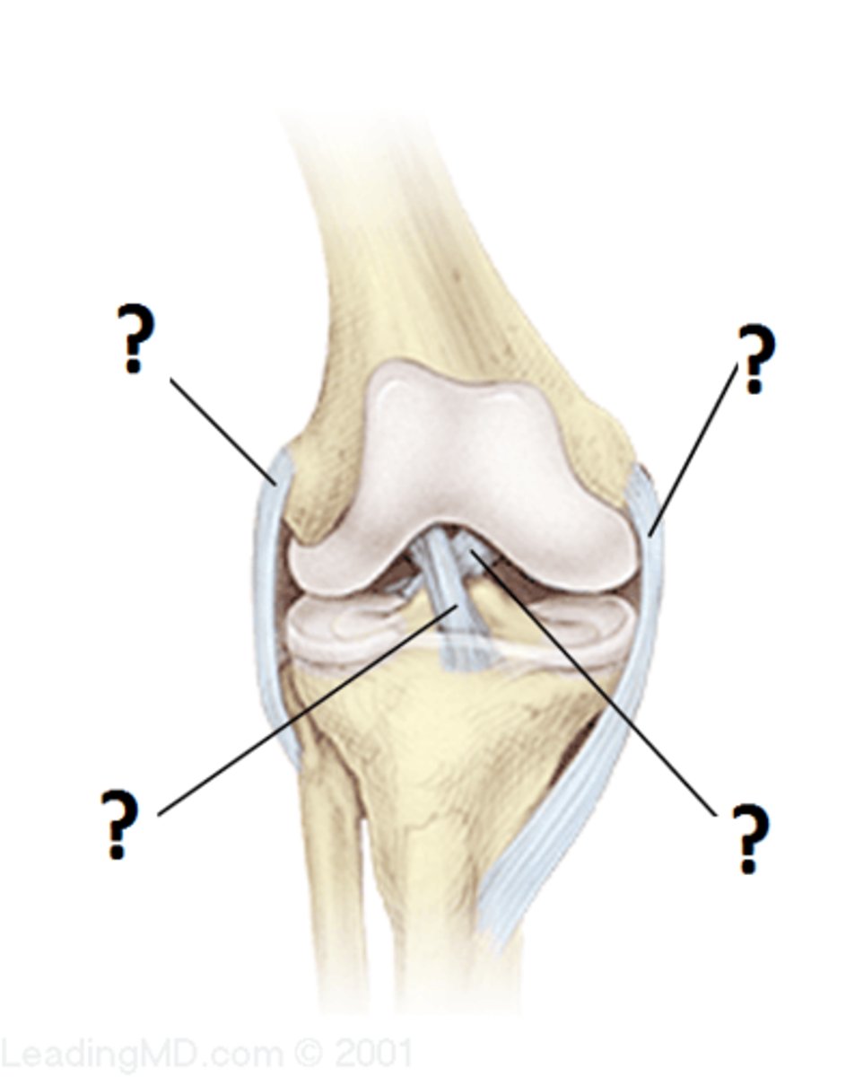 <p>Connect bone to bone. Found inside and outside joint capsule.</p>