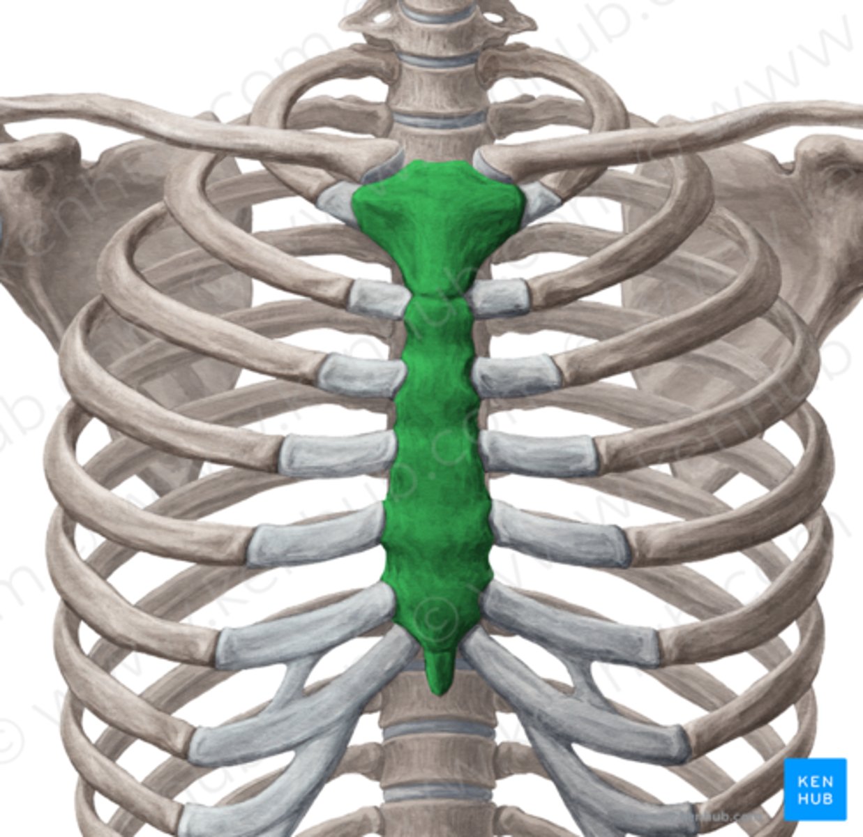 <p>breastbone</p>