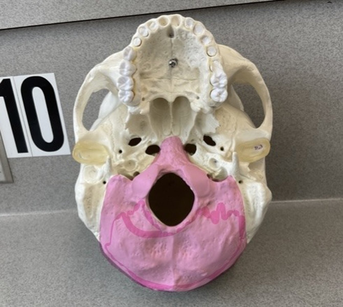 knowt flashcard image