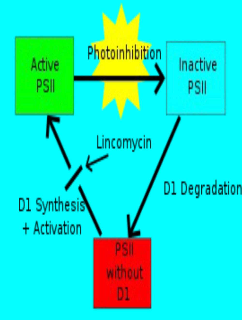 <ul><li><p><span>means by which land plants, algae, cyanobacteria and all other photosynthetic organisms can protect theor photosynthetic patheays agaainst light damage&nbsp;</span></p></li><li><p><span>Photosystem II is targeted and sensitive to blue light</span></p></li><li><p><span>D1 is a 32,000 Dalton PSII protein that has a high turnover rate and photoinhibition blocks its synthesis thus decreasing the activity of PSII and photosynthesis&nbsp;</span></p></li><li><p><span>The Chlamydomonas Chaperone Protein, HSP 70, Helps PSII to Recover from Photoinhibition as shown with HSP 70 over-expressing (OE) and under- expressing (UE) mutants</span></p></li></ul><p></p>