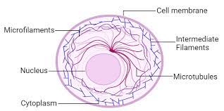 <p>Identify and explain the function of this organelle:</p>