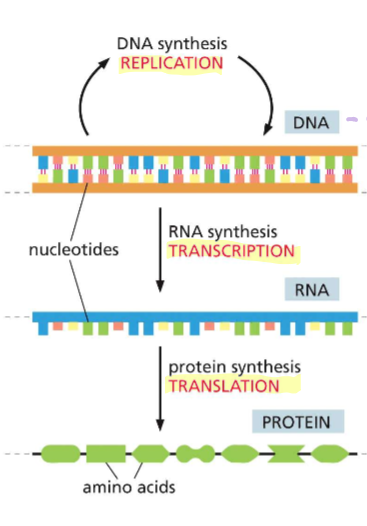 <p>The Central Dogma is when goes genetic information flows from  <mark data-color="yellow" style="background-color: yellow; color: inherit">(replication)</mark> DNA  - RNA <mark data-color="yellow" style="background-color: yellow; color: inherit">(transcription)</mark> - Protein <mark data-color="yellow" style="background-color: yellow; color: inherit">(translation)</mark> <span>crucial for self-replication in living cells as it allows for the accurate copying of genetic information to produce new proteins necessary for cell division and function</span></p><p></p><p>Different function in the cell because different sequences of nucleotides will code for different proteins </p>