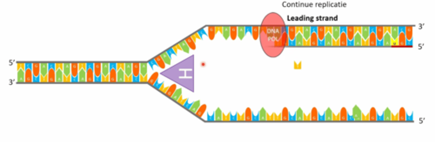 <p>synthese gebeurt altijd van 5' naar 3'</p><p>(op de 3' komt er een nieuw nucleotiden opgeplakt!)</p><p>DNA polymerase leest de streng van 3' naar 5'</p><p>foto: hier gebeurt de DNA replicatie van rechts naar links</p>