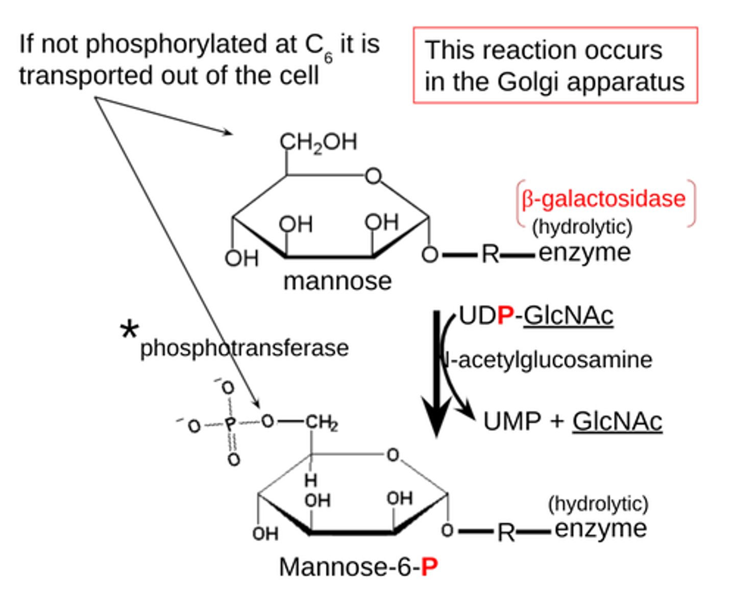 <p>-mucolipidosis</p><p>-N-acetylglucosamine 1-phosphotransferase is genetically defective and is needed to add a phosphate group to a mannose sugar at C6 on the β-galactosidase as a signal to move it to lysosomes.</p><p>-occurs in the golgi apparatus</p>