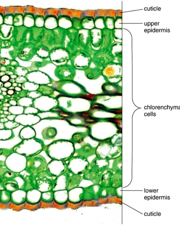 <p>the outermost cell layer on all young plant organs, usually one cell thick, and forms a protective layer called the cuticle</p>
