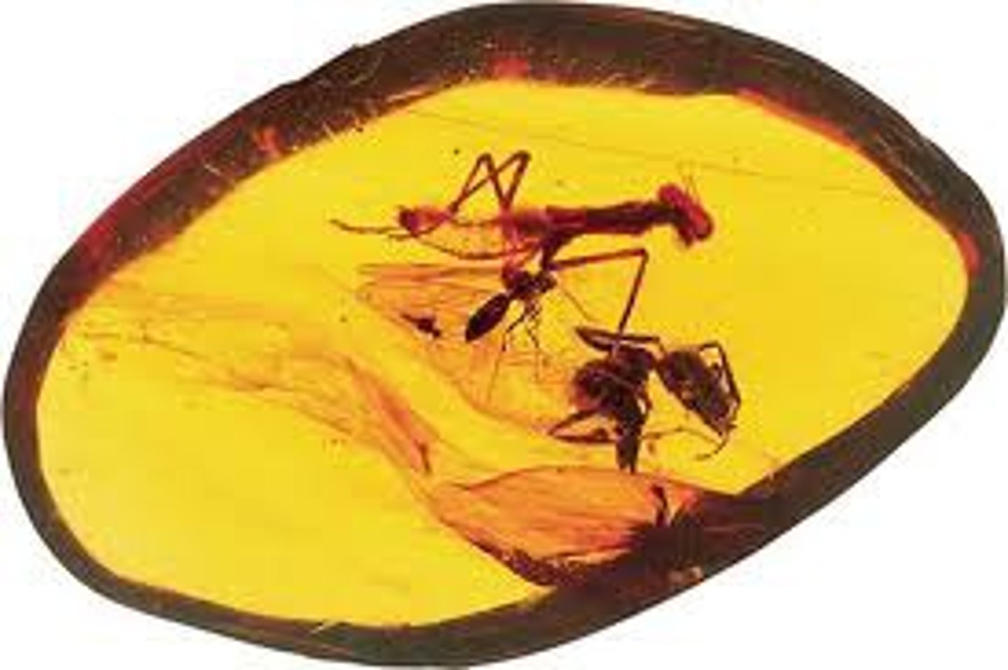 <p>small organisms become trapped in tree sap and over time the sap hardens</p>