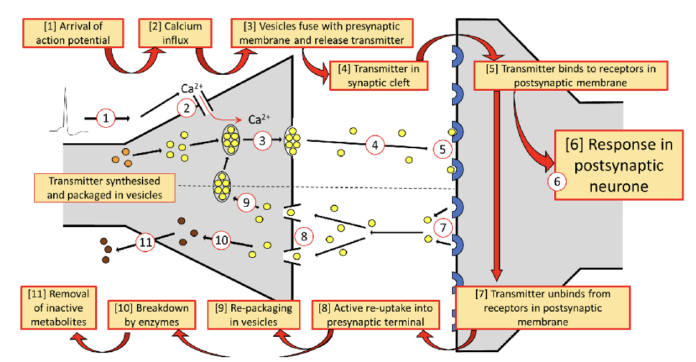 <ol><li><p>arrival of action potential</p></li><li><p>calcium influx</p></li><li><p>vesicles Fues with presynaptic membrane and release transmitter</p></li><li><p>transmitter in synaptic cleft</p></li><li><p>transmitter binds to receptors in postsynaptic membrane</p></li><li><p>response in postsynaptic neurone</p></li><li><p>transmitter unbinds from receptors in postsynaptic membrane</p></li><li><p>active re-uptake into presynaptic terminal</p></li><li><p>re-packaging in vesicles</p></li><li><p>breakdown by enzymes</p></li><li><p>removal of inactive metabolites</p></li></ol><p></p>