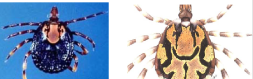 <ul><li><p>hard ticks </p></li><li><p>morphology: scutum, prominent mouthparts, festoons, ornate, stigmata, eyes (depending on species) </p></li><li><p>acarina: has a Haller’s organ to detect scent, CO2, humidity. </p></li><li><p>feeding: blood </p></li><li><p>chelicerae are used to pierce the skin and begin securing the tick to the host</p></li><li><p>hypostome anchors the tick and is responsible for saliva flowing out of the tick and blood flowing in </p></li><li><p>species: Ixodes, Dermacentor, Rhipicephalus, Haemaphysalis, Hyalomma, Amblyomma </p></li></ul>