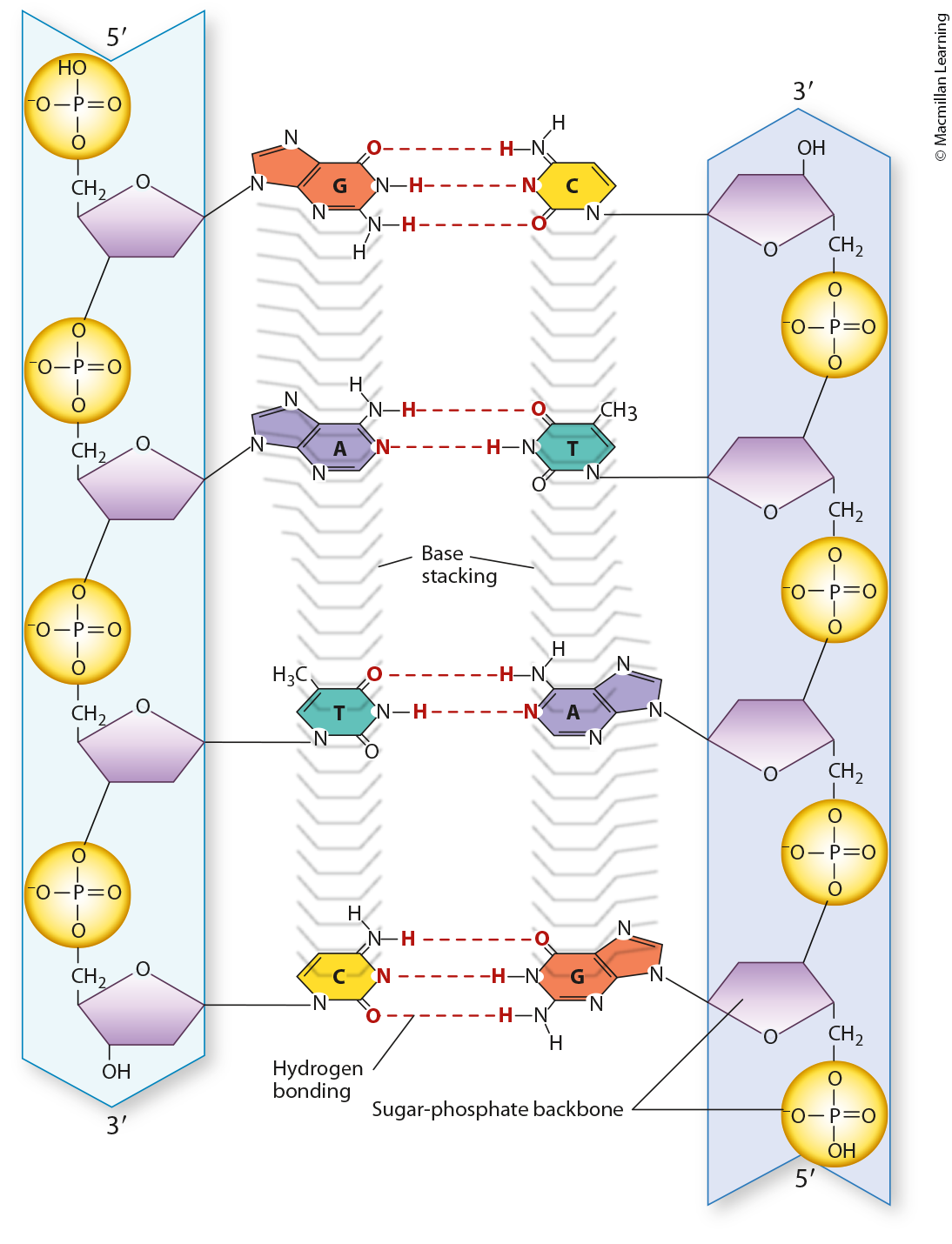 <p>Functional groups in a DNA molecule:</p><p>Phosphate groups</p><p>Hydroxyl groups</p><p>Deoxyribose sugars</p><p>Nitrogenous bases</p>
