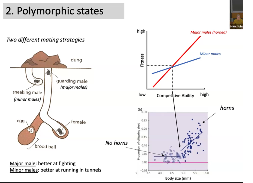 <ul><li><p><span style="background-color: transparent; font-family: "Short Stack", cursive;">Some have large horns some males have smaller horns&nbsp;</span></p></li><li><p><span style="background-color: transparent; font-family: "Short Stack", cursive;">Food through insulin pathway influences the&nbsp;</span></p></li><li><p><span style="background-color: transparent; font-family: "Short Stack", cursive;">Male with horn is more aggressive and dominant and he will win&nbsp;</span></p></li><li><p><span style="background-color: transparent; font-family: "Short Stack", cursive;">Stands at openings under dung piles&nbsp;</span></p><ul><li><p><span style="background-color: transparent; font-family: "Short Stack", cursive;">Smaller male with smaller horn (allows him to move more) sneaks into the burrow and can sneakily copulate with the female</span></p></li></ul></li></ul><p></p>