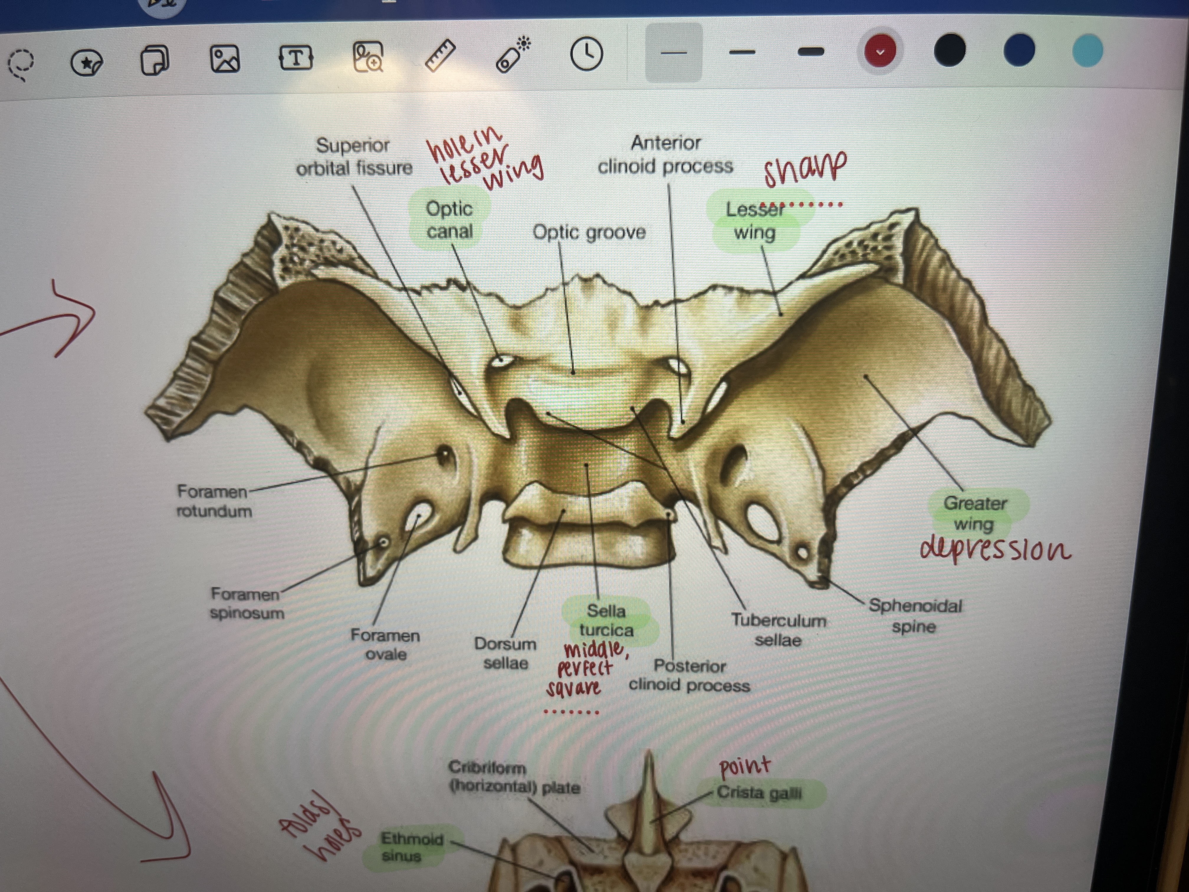 <p>hole in lesser wing</p>