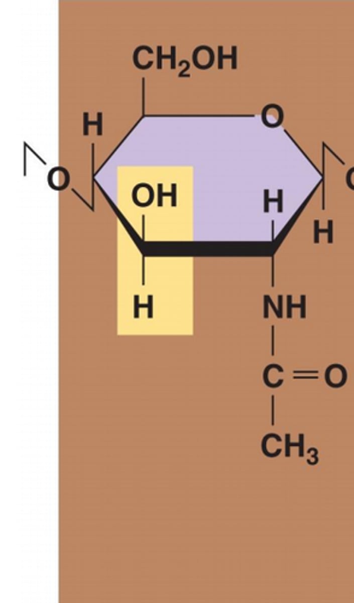 <p>(N-acetylglucosamine) a modified sugar that's a key building block of bacterial cell walls and other important biological structures.</p>