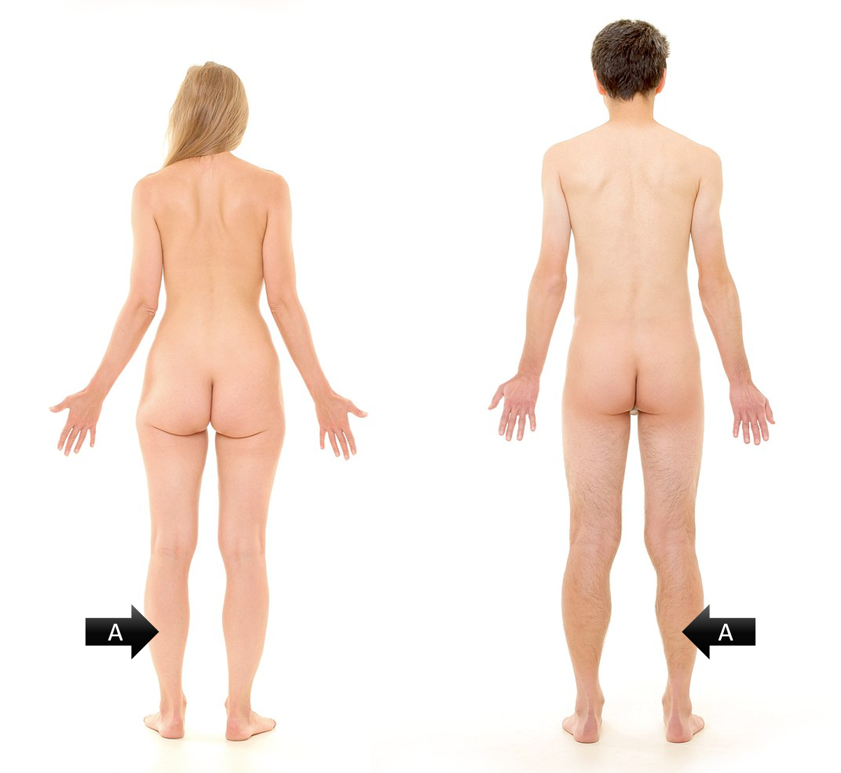 <p><span><span>identify the gross anatomical region labeled A</span></span></p>