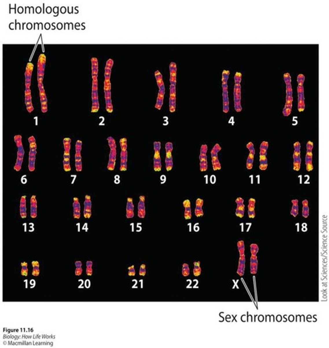 <p>Most human cells have 46 chromosomes (23 pairs), including 22 pairs of homologous chromosomes and 1 pair of sex chromosomes.</p>