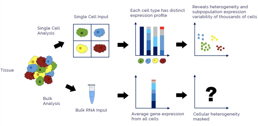 <p>Involves the same steps as in RNA-seq; however….</p><ul><li><p>Single cell separates each INDIVIDUAL cell, while bulk keeps cells in a GROUP</p></li></ul><p></p>