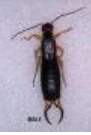 <p>What type of bug is this and what is its common name?</p>