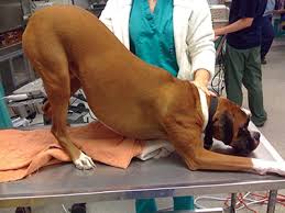 <p>Acute presentation of systemic signs, abdominal pain, distended, ventrodorsal weakness</p>