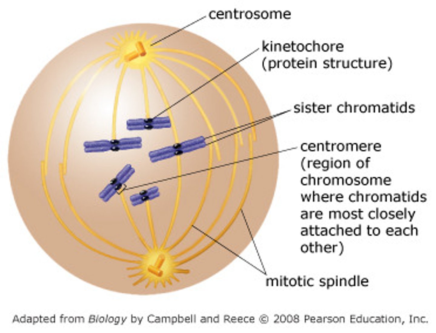 <p>plasma membrane, spindle microtubules, sister chromatids, centromere, centriole, telomere</p>