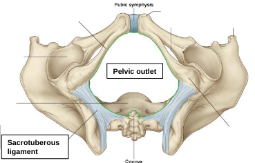 <p>sacrotuberous ligament </p>