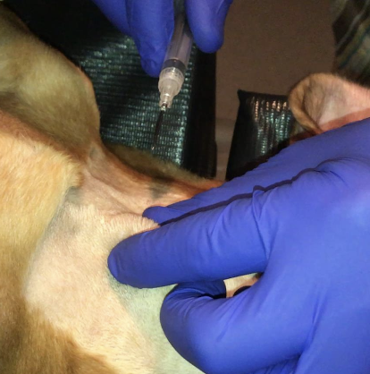 <p>exfoliation with STS can be an issue:</p><p>-non-diagnostic or false-negative results more common due to poor exfoliation</p><p>-inflammation can hide the tumor</p>