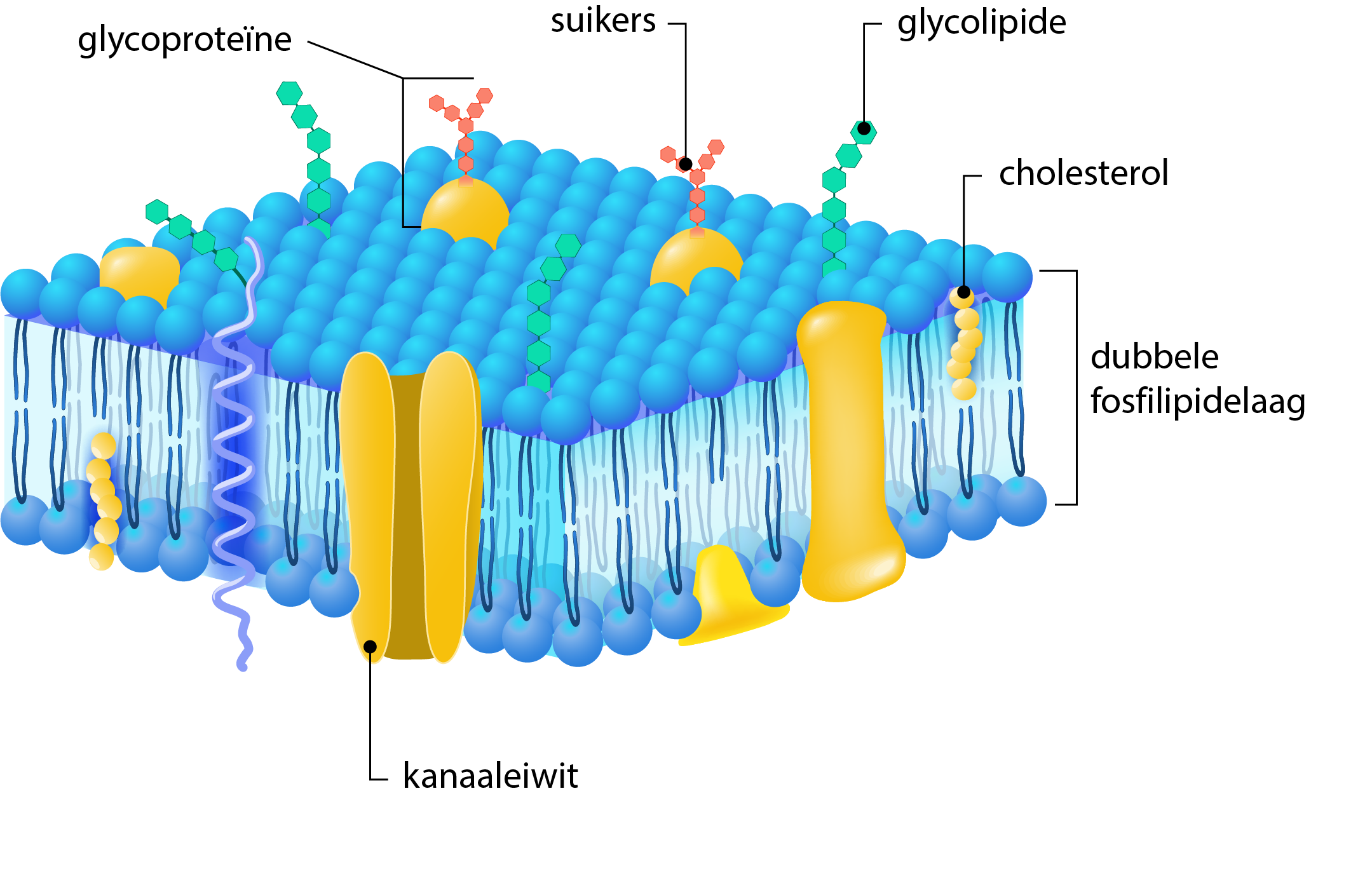 <p>Plasmamembraan </p>