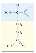 <p>Gln, Q</p>