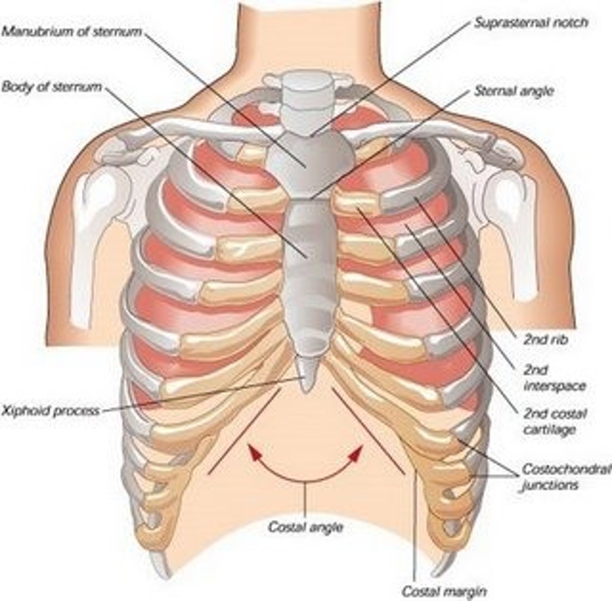 <p>between neck and abdomen, divided at diaphragm</p>