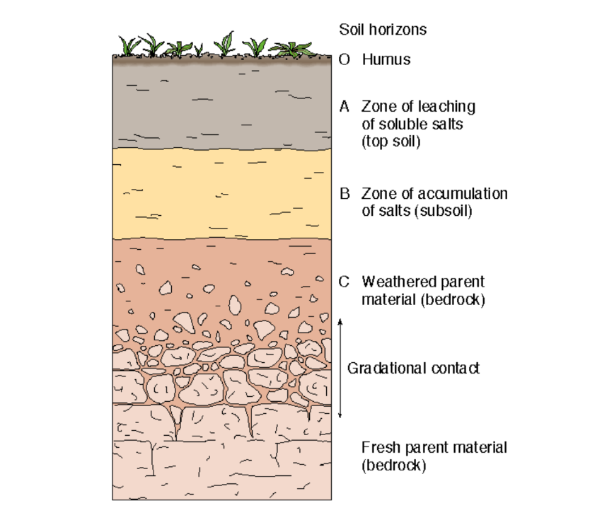 <p>O - Humus</p><p>A - Zone of leaching of soluble salts (top soil)</p><p>B - Zone of accumulation of salts (subsoil)</p><p>C - Weathered parent material (bedrock)</p><p>Gradational Contact</p><p>Fresh parent material (bedrock)</p>