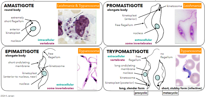 <ul><li><p>Amastigote:</p><ul><li><p>Round body, extremely short flagellum, antieror kinetoplast, intracellular vertebrate</p></li></ul></li><li><p>Promastigote:</p><ul><li><p>Elongated body, normal kinetosome, free flagellum, extracellular invertebrates </p></li></ul></li><li><p>Epimastigote</p><ul><li><p>Elongated body, kinetoplast near nucleus, short undulating membrane, extracellular invertebrates</p></li></ul></li><li><p>Trypomastigote: Posterior kinetoplast, Extracellular vertebrate</p><ul><li><p>Pericyclic: long slender form </p><ul><li><p>Free flagellum</p></li></ul></li><li><p>Metacyclic: Short stubby form (infective)</p><ul><li><p>No flagellum</p></li></ul></li></ul></li></ul><p></p>
