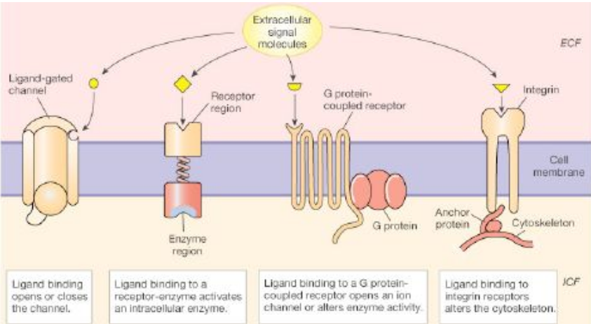<ol><li><p><u>Receptor channels</u>: chemically gated channels that open when the receptor binds</p></li><li><p><u>Receptor enzymes</u></p></li><li><p><u>G protein coupled receptors</u></p></li><li><p><u>Integrin Receptors</u></p><ol><li><p>Last 3: signal is passed across membrane to initiate intracellular response (like a telephone call)</p></li></ol></li></ol><p></p>