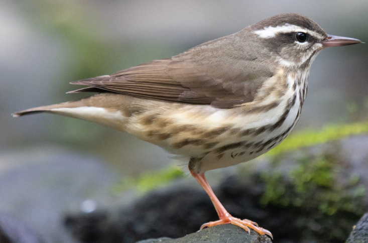 <p>What bird is this? </p>