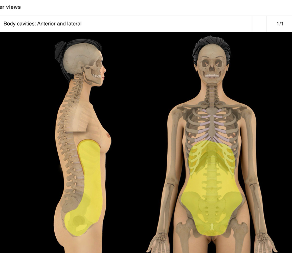 <p>abdominopelvic cavity</p><p></p><p>-continuous cavity formed by abdominal and pelvic cavities</p><p>-locale: trunk, btwn thoracic and pelvic diaphragms</p><p>-major abdominal organs:</p><ol><li><p>stomach</p></li><li><p>intestines</p></li><li><p>liver</p></li><li><p>gallbladder</p></li><li><p>spleen</p></li><li><p>pancreas</p></li><li><p>kidneys + ureters</p></li><li><p>suprarenal planes</p></li><li><p>aorta</p></li><li><p>inferior vena cava</p></li><li><p>lumbar nerve plexus </p></li></ol><p>-major pelvic organs:</p><ol><li><p>urinary bladder</p></li><li><p>loops of small intestine</p></li><li><p>interior part of sigmoid colon</p></li><li><p>rectum</p></li><li><p>reproductive organs:</p><ol><li><p>ovaries, uterus, vagina - female</p><ol><li><p>prostate and seminal glands.- male</p></li></ol></li></ol></li></ol><p></p>