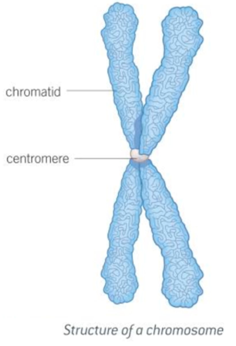 <p>- The division of a cell, resulting in each of the daughter cells having an exact copy of the DNA of the parent cell (unless the rare event of a mutation occurs).<br>- Mitosis is always preceded by a period during which the cell is not dividing, called interphase.<br>- Interphase is a period of considerable cellular activity including the replication of DNA; the two copies of DNA after replication remain joined at a place called the centromere.</p>