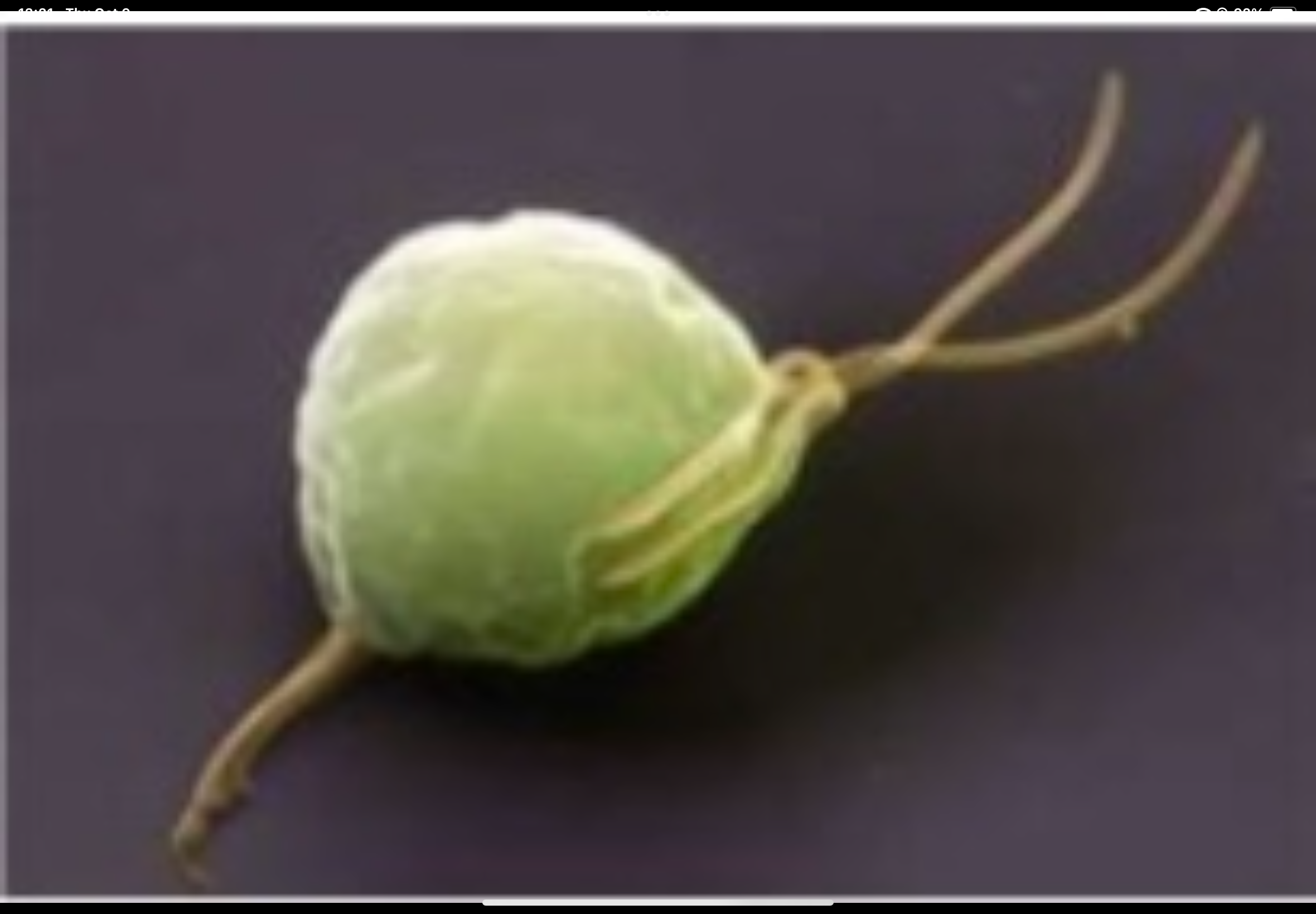 term image