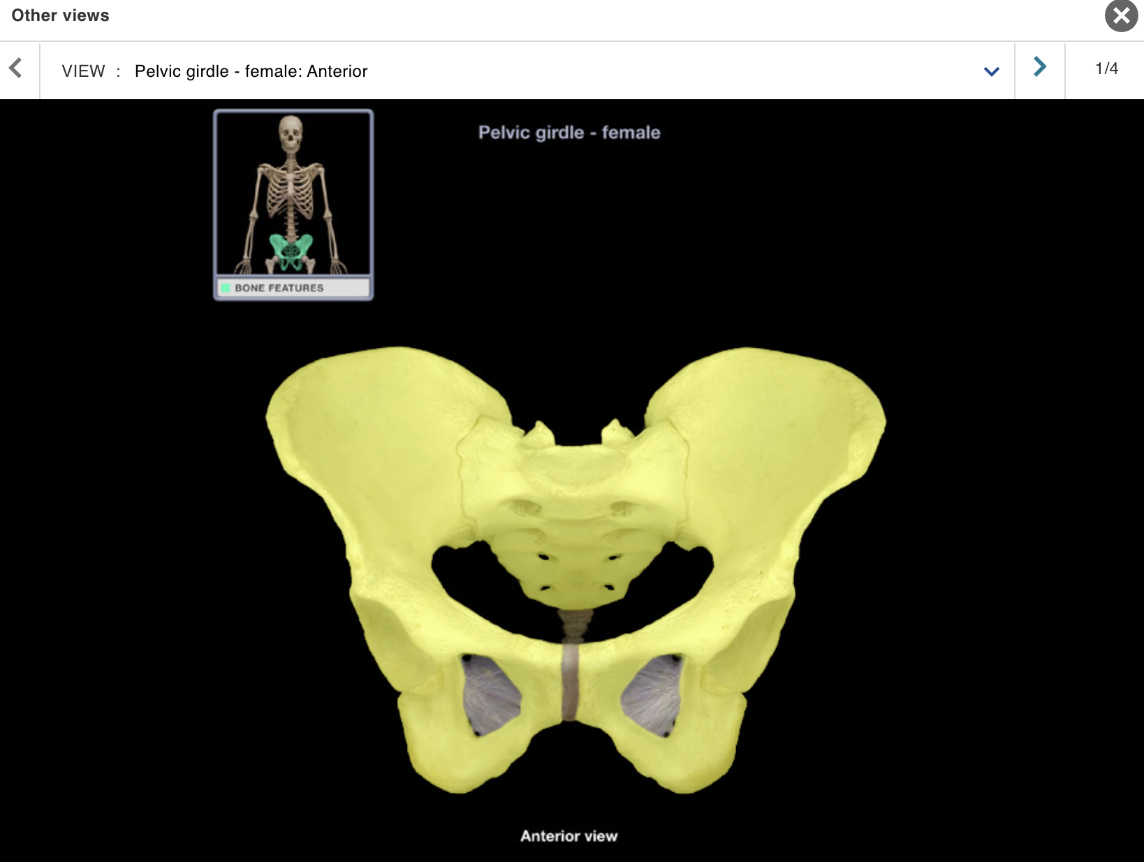 <p>Location:</p><p class="p1">• Pelvis</p><p class="p1">Description:</p><ul><li><p>﻿﻿Hip bones (ilium, ischium, and pubis)</p></li><li><p>﻿﻿Sacrum</p></li></ul><p class="p1">Comment:</p><p class="p1">joint</p><p class="p1">• Pelvic girdle articulates with axial skeleton only at sacroiliac</p><p class="p1">• Pelvic girdle sometimes considered to include hip bones only (i.e., sacrum not included)</p><p class="p1">﻿﻿• Hip bones also known as os coxae</p><p></p>
