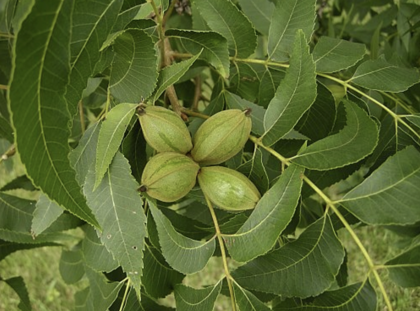 <p><em>Carya illinoensis</em></p><p>Juglandaceae</p>