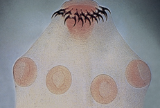 <p>The true Cestode has a scolex (head) that is a holdfast organelle. The suction cup looking apparati are called:</p>