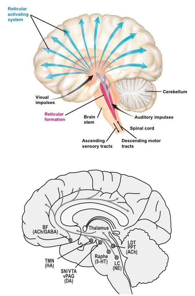 <p>Diffuus netwerk van neuronen tussen medulla oblongata & posterieure hypothalamus</p><p><strong>Ascenderende projecties</strong> (naar thalamus, cortex…)</p><ul><li><p><strong>ARAS</strong>: regulatie alertheid, emotie & cognitie</p><ul><li><p>~volumeknop: actief → alle andere hersendelen meer actief; schade → problemen met BWZ</p></li></ul></li></ul><p><strong>Descenderende projecties</strong> (naar ruggenmerg)</p><ul><li><p>autonome controle, skeletspiertonus, pijnmodulatie</p></li></ul><p></p>