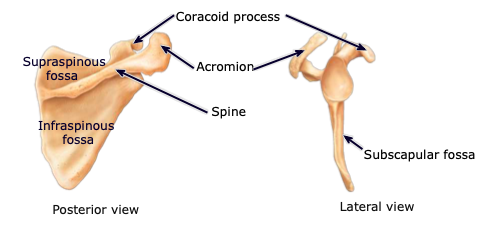 <p>located on the posterior aspect, above the scapular spine; provides attachment sites for muscles</p>