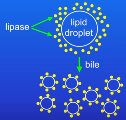 <ul><li><p>made in liver, stored in gall bladder</p></li><li><p>speeds up digestion of lipids but NOT an enzyme</p></li><li><p>converts large lipid droplets into smaller droplets</p></li><li><p>bile emulsifies the lipid = increasing lipid droplet SA = increased lipid breakdown rate by lipase</p></li></ul>