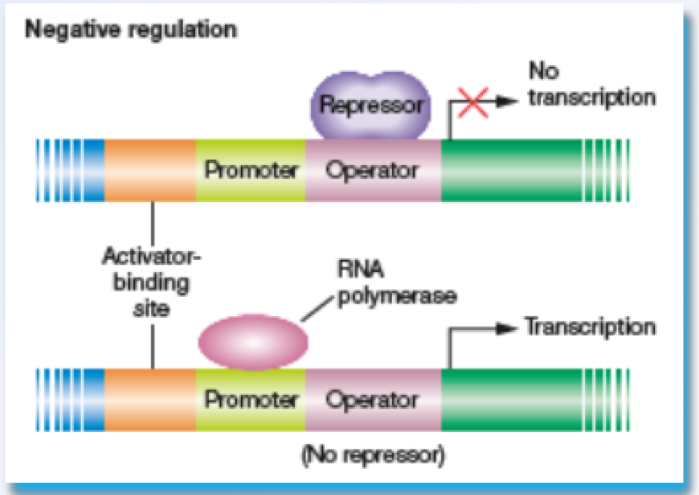 <p>negative control of operons is when the gene is _______, but when the regulatory protein binds, its turned _______ (like lac and trp operons) </p>