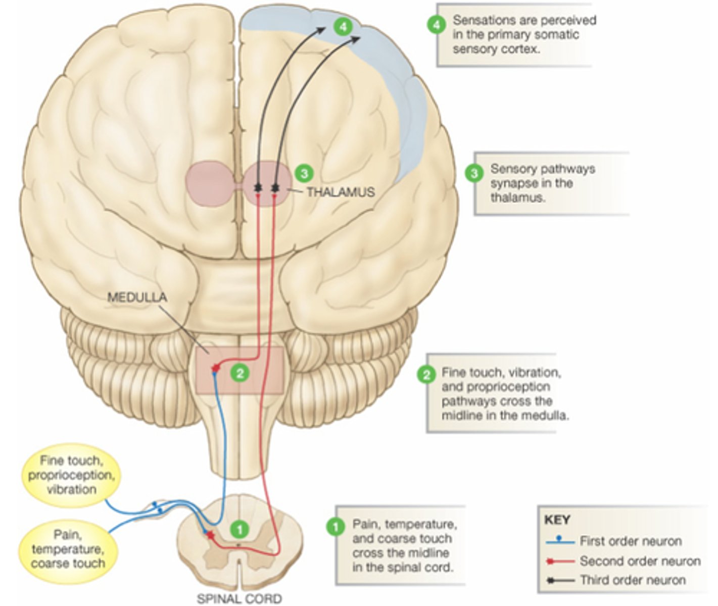 <p>Where do second order neurons terminate?</p>