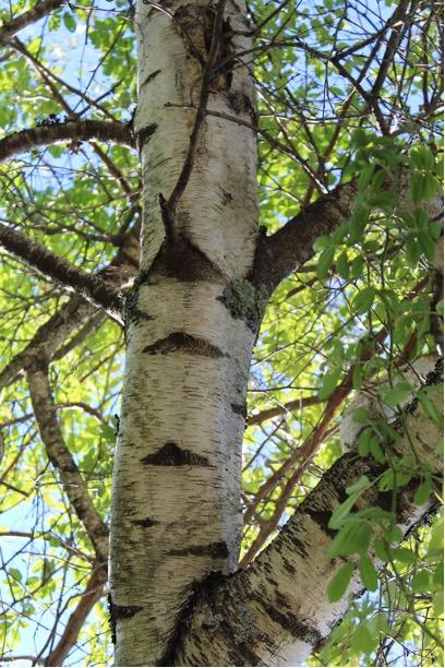 <p>Gray Birch</p>