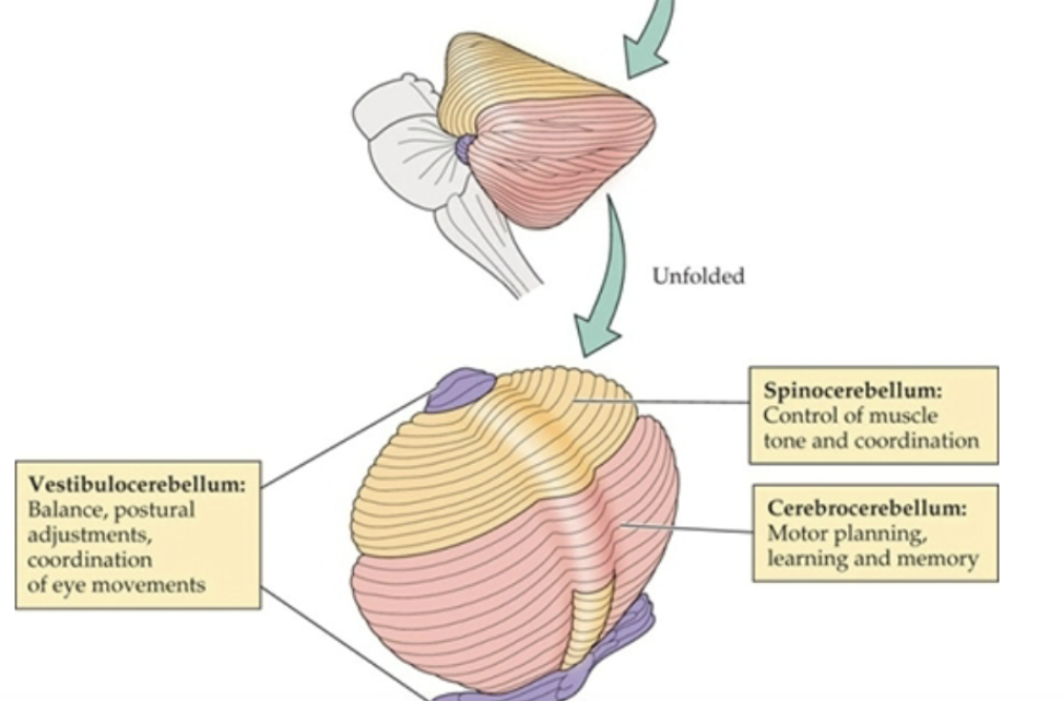 <p><strong>Spinocerebellum</strong> - muscle tone and coordination</p><p><strong>Cerebrocerebellum</strong> - motor planning, learning &amp; memory</p><p><strong>Vestibulocerebellum</strong> - balance, postural adjustments, coordination of eye movements</p>