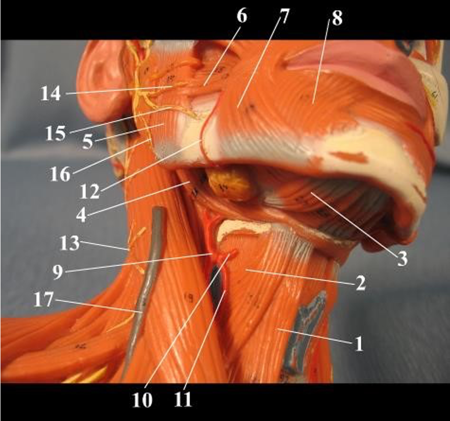 <p>11</p>