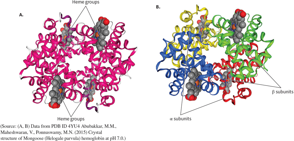 <p>What protein is this? Structural and functional characteristics?</p>