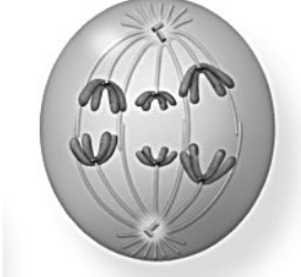 Which phase of meiosis is represented in the figure above?